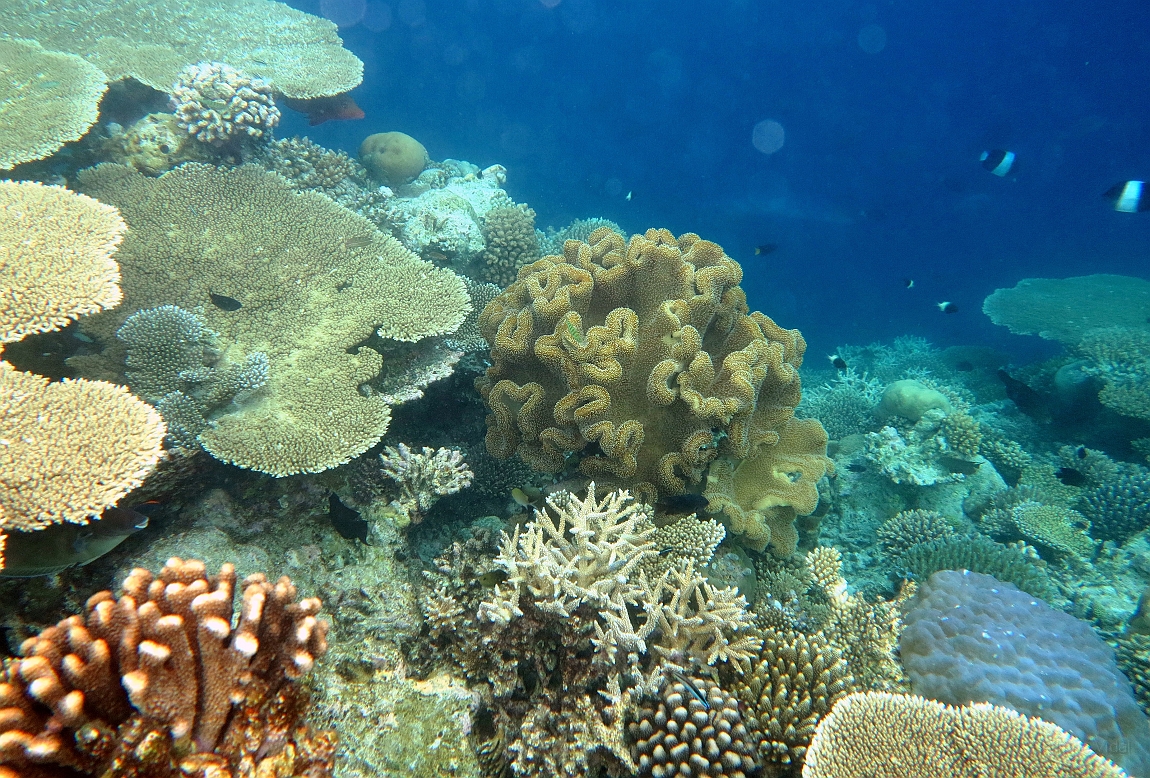 IMG_0563rf_Maldives_Madoogali_House reef_Jardin de corail.jpg
